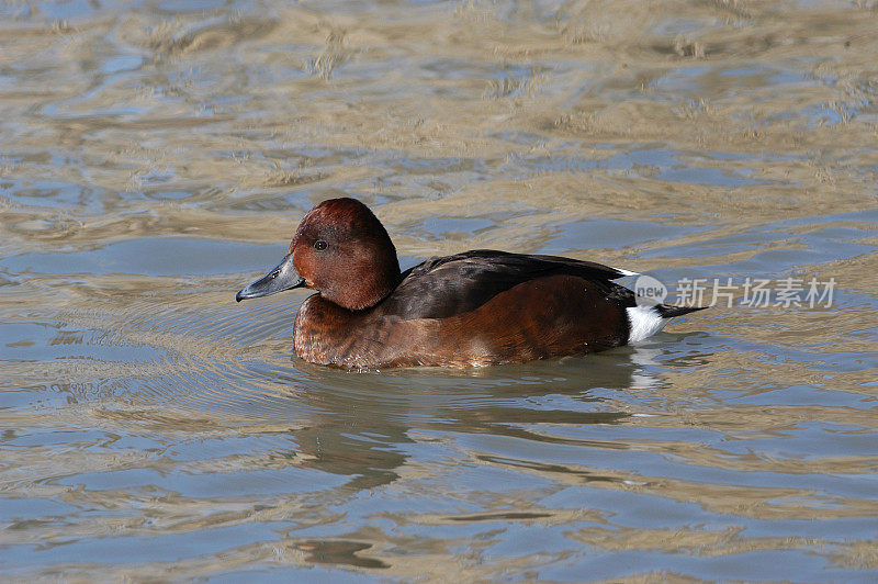 Ferruginous鸭子(Aythya nyroca)